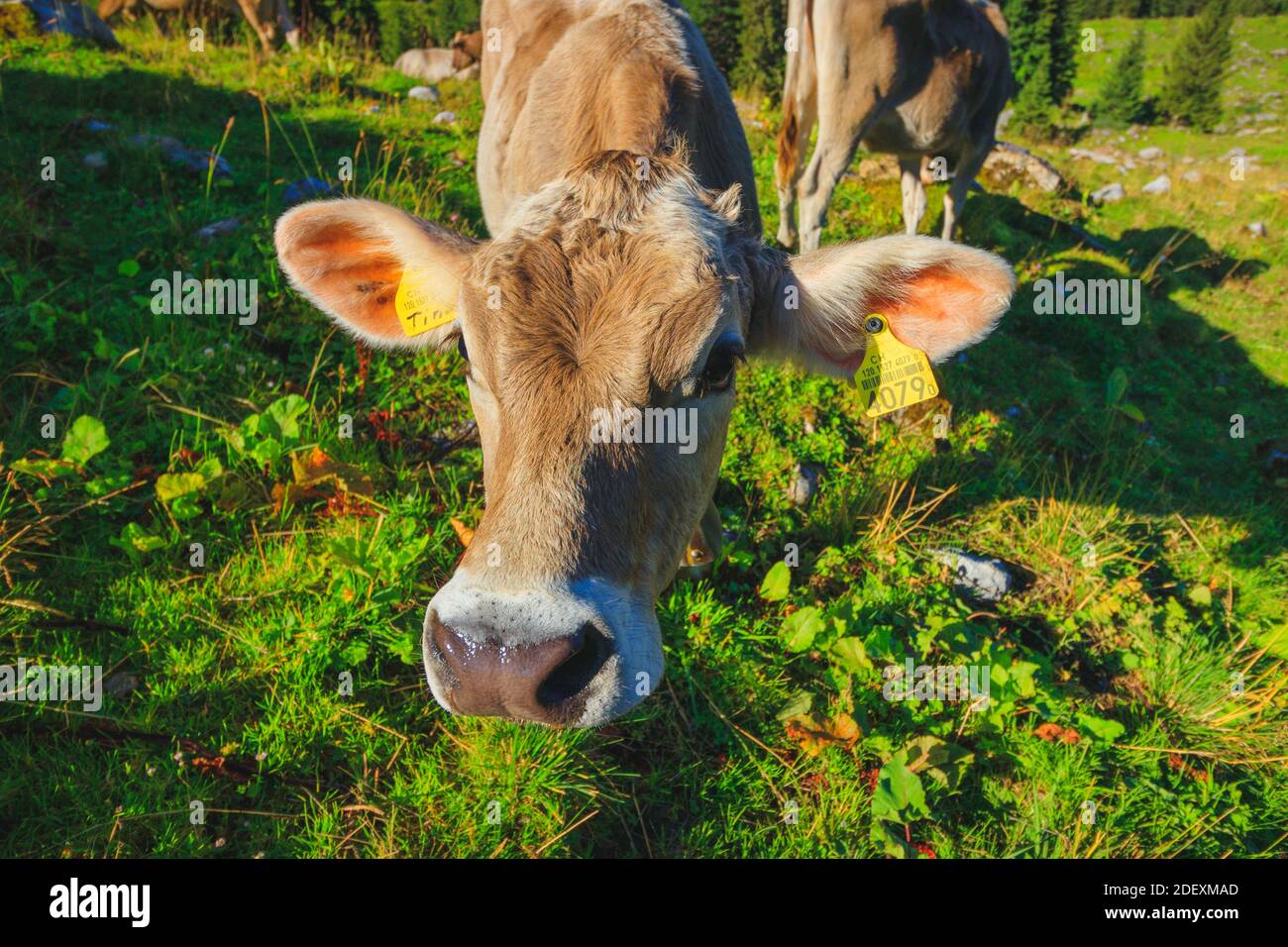 alm cow Stock Photo