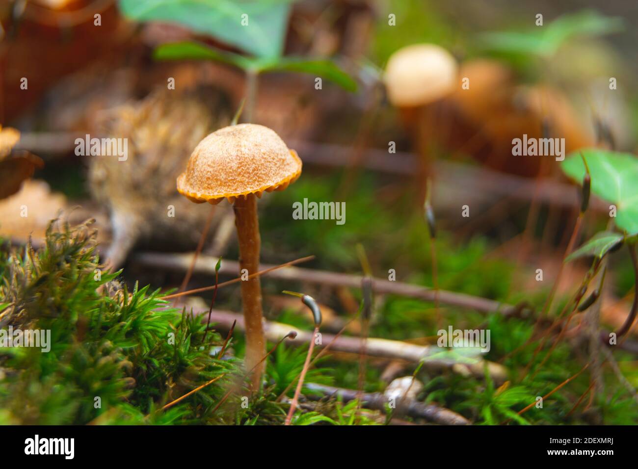 Tiny mushroom growing from moss in autumn forest. Close up photo Stock Photo