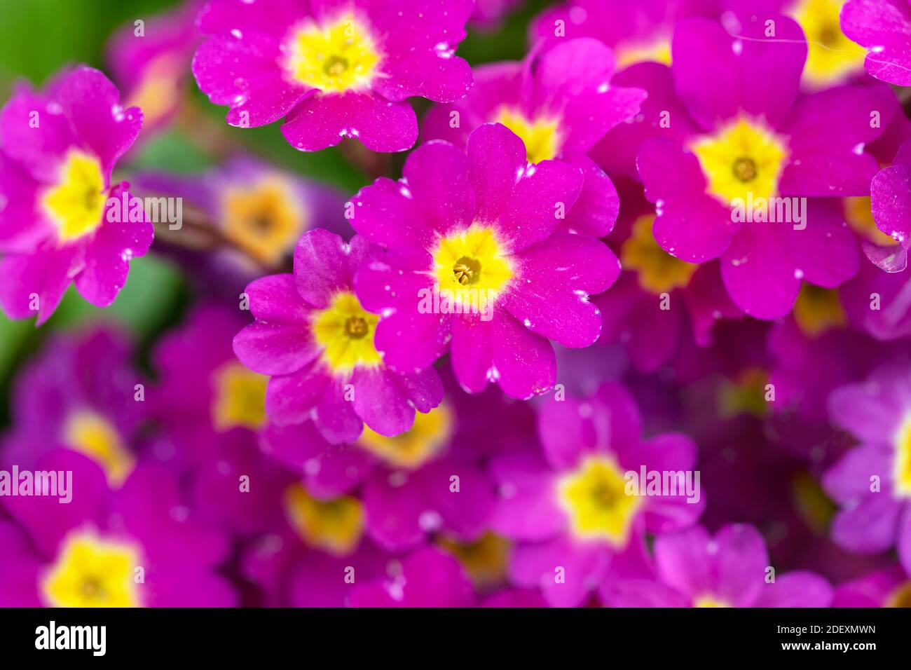 Beautiful flowers. Close-up of a lot of bright pink primroses. Stock Photo
