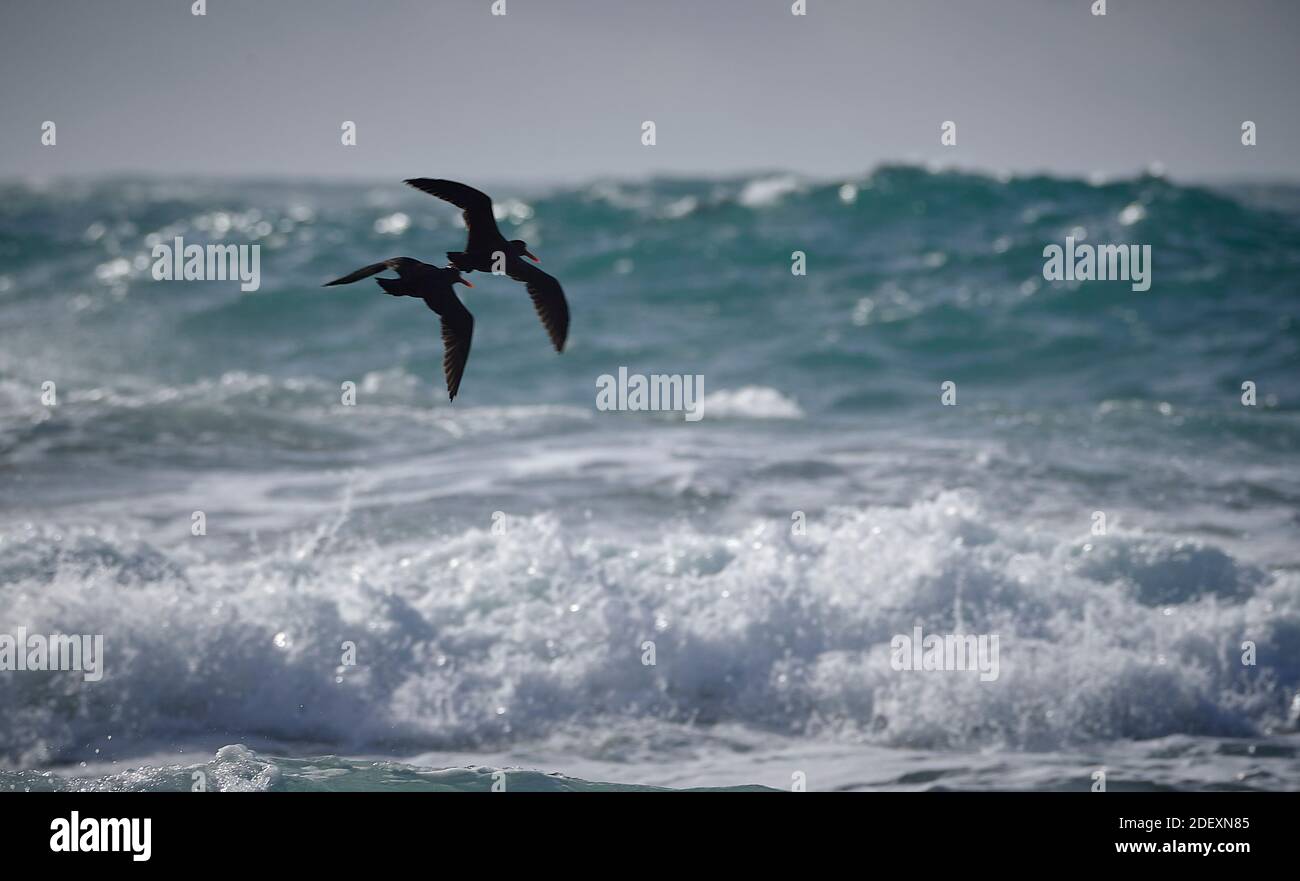 Black oystercatchers (Haematopus bachmani) in flight at Coquille Point, part of the Oregon Islands National Wildlife Refuge near Bandon, Oregon, USA. Stock Photo