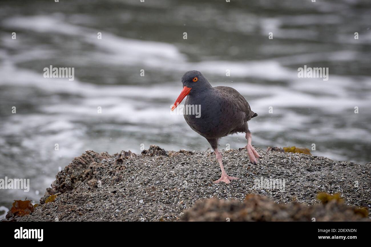 A Black oystercatcher (Haematopus bachmani) at Coquille Point, part of the Oregon Islands National Wildlife Refuge near Bandon, Oregon, USA. Stock Photo