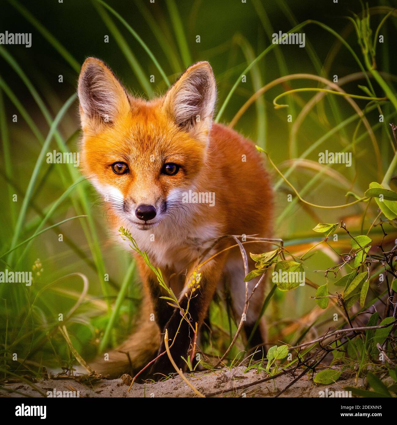Red fox in North Carolina Stock Photo