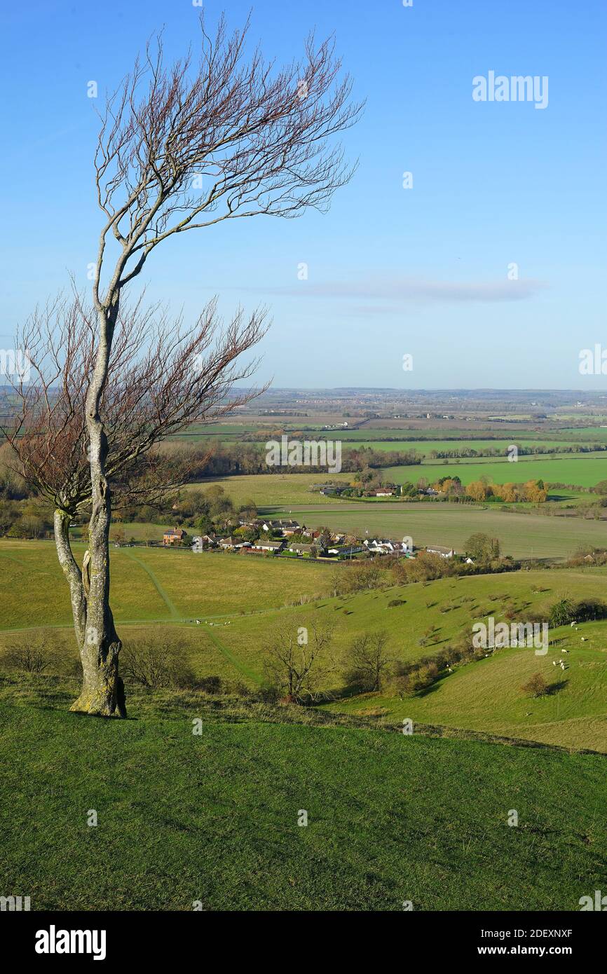 Lonely tree on Deacon Hill overlooking Pegsdon Stock Photo