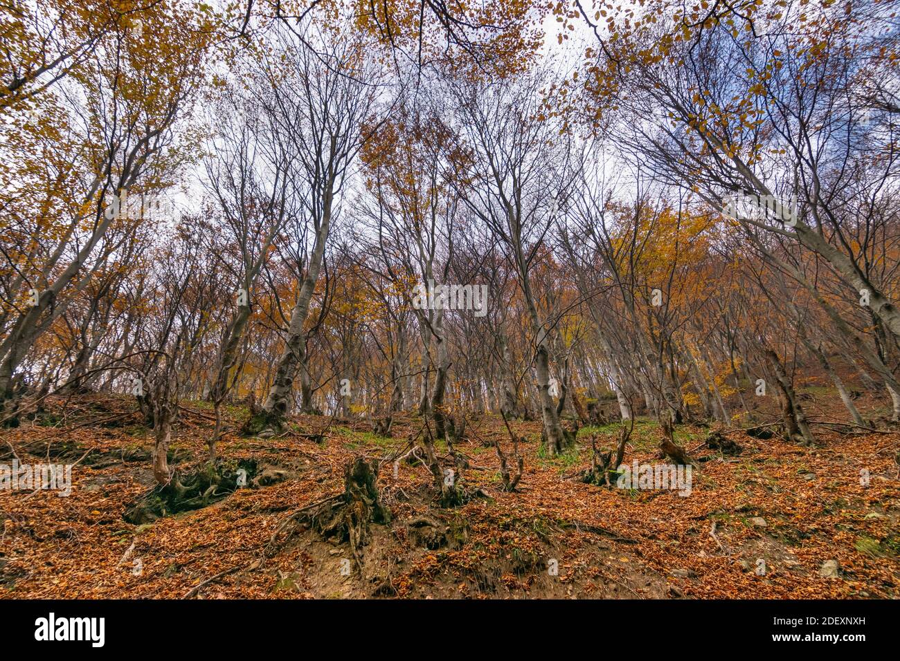 Beautiful forest landscape in autumn Stock Photo - Alamy