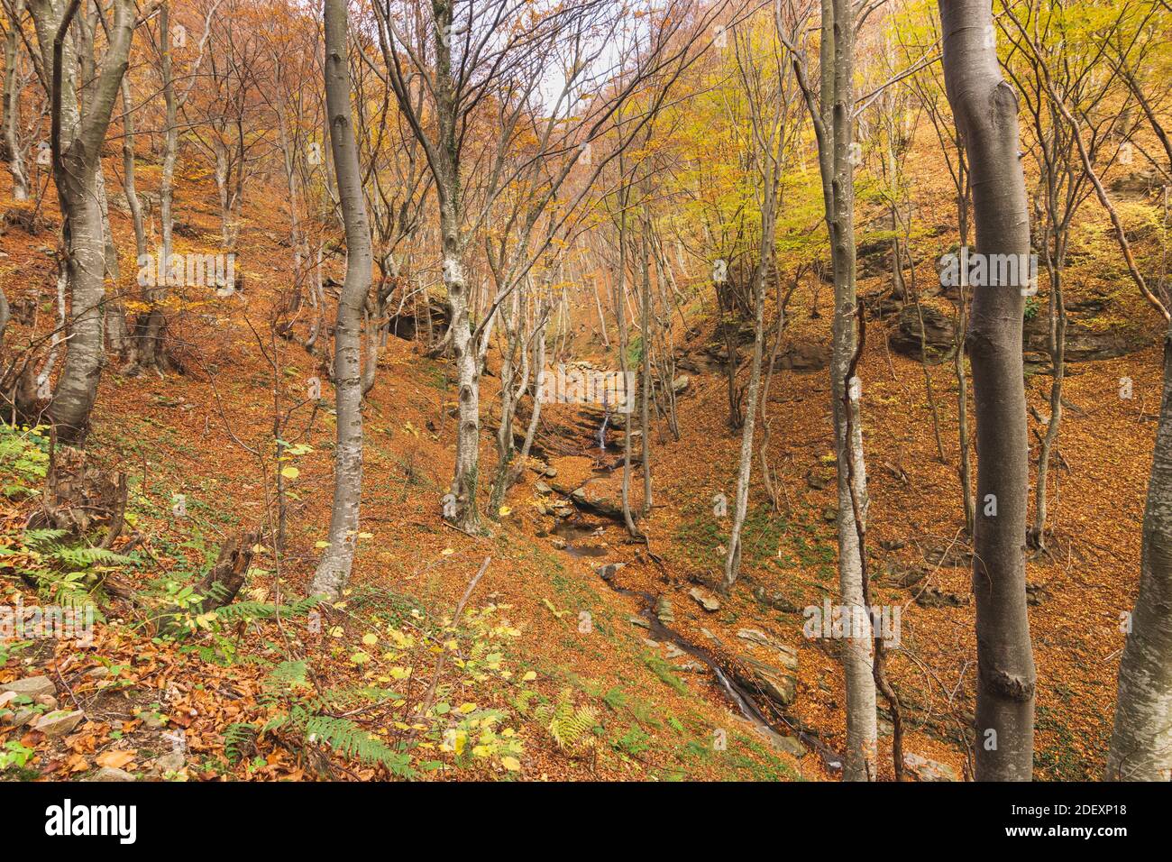 Beautiful forest landscape in autumn Stock Photo - Alamy