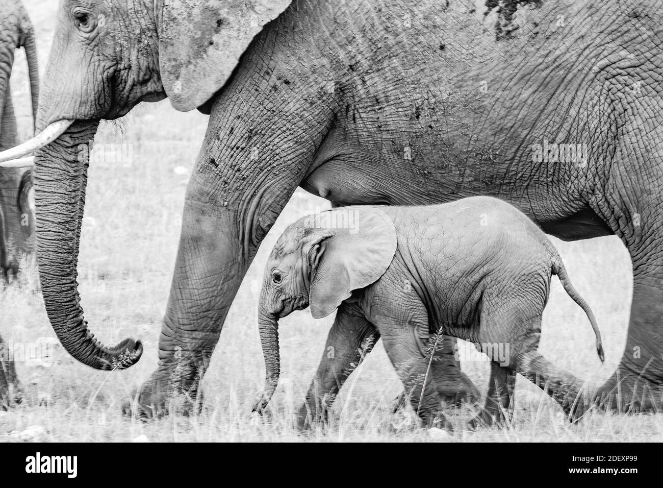 Elephants in black and white Stock Photo