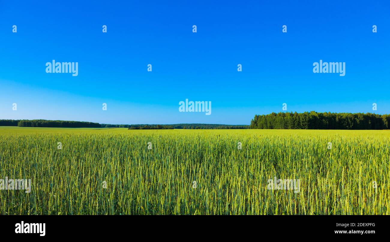 Green field under the bright blue sky Stock Photo - Alamy