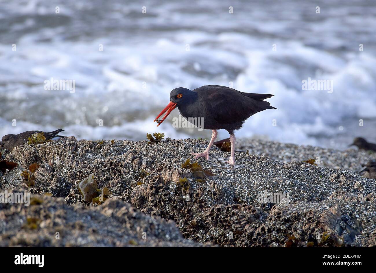 A Black oystercatcher (Haematopus bachmani) feeds at Coquille Point, part of the Oregon Islands National Wildlife Refuge near Bandon, Oregon, USA. Stock Photo