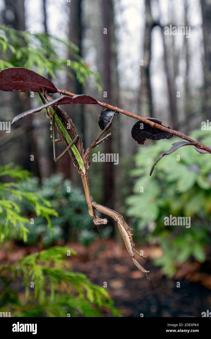 Praying mantis (Tenodera sinensis) hanging upside down Brevard, North