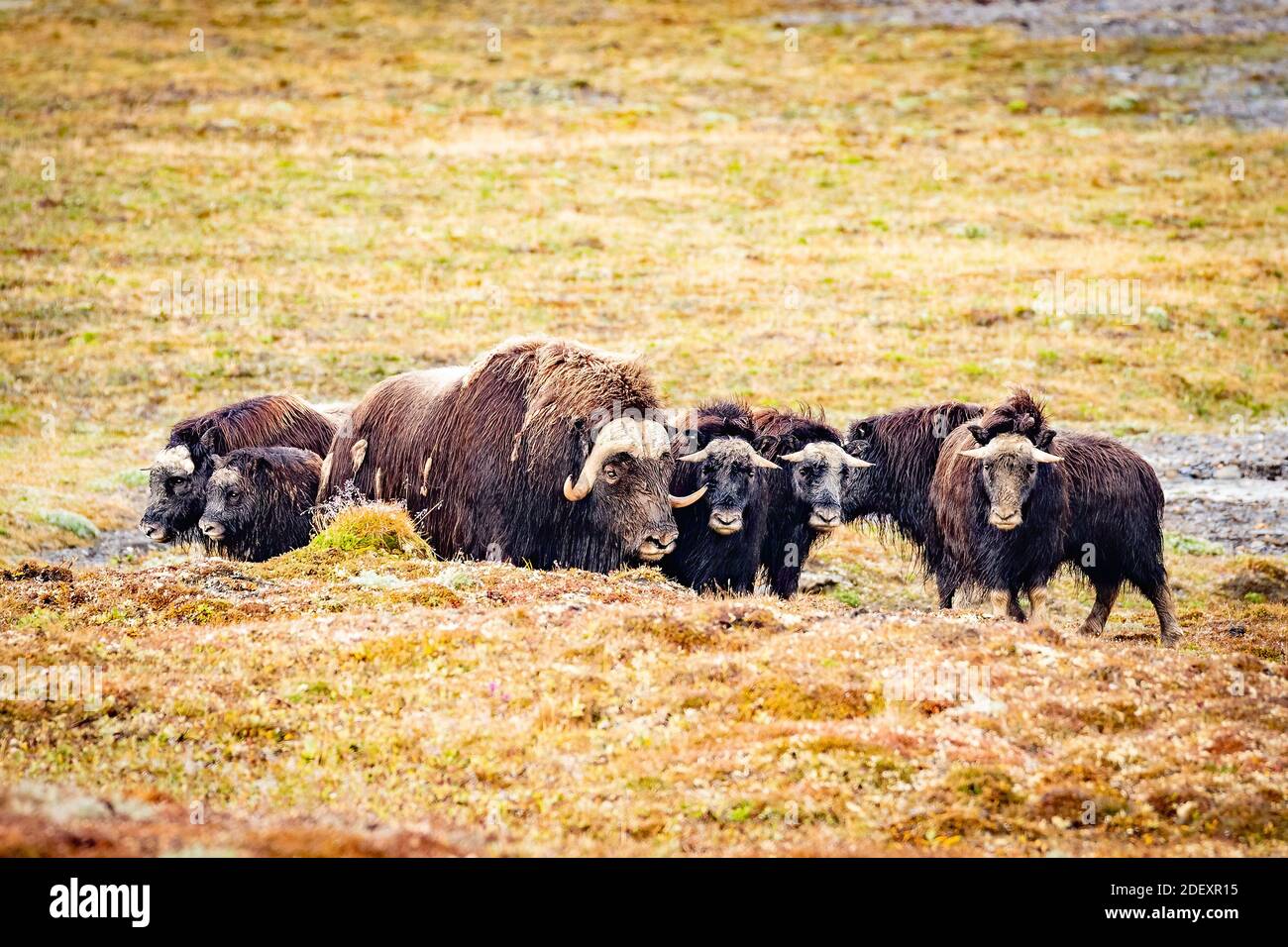 Herd of musk oxen Stock Photo
