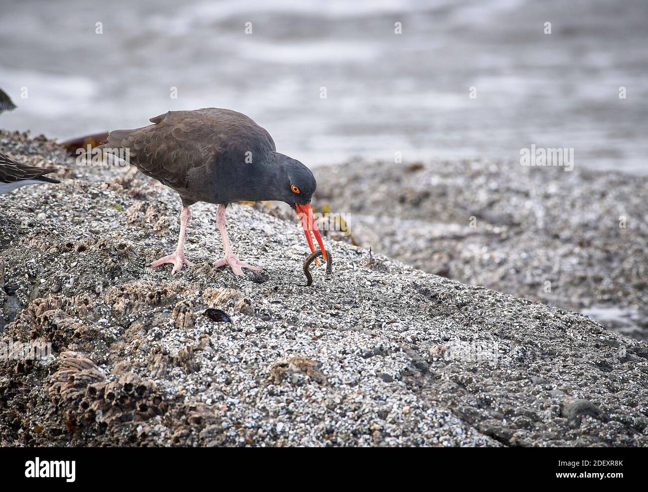 A Black oystercatcher (Haematopus bachmani) feeds at Coquille Point, part of the Oregon Islands National Wildlife Refuge near Bandon, Oregon, USA. Stock Photo