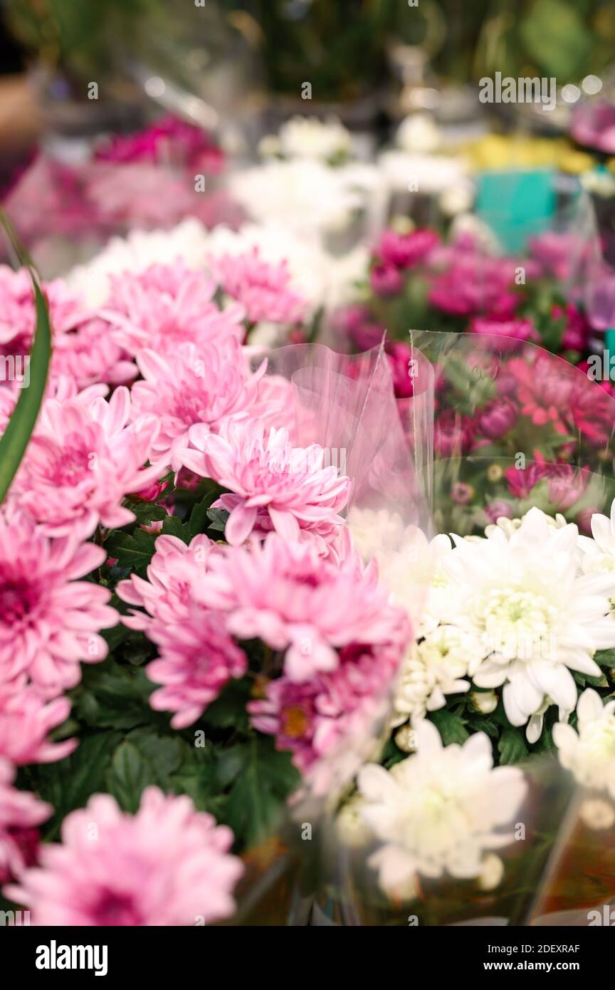 chrysanthemum indian mix flowers in full bloom pink and white colors close up on store of