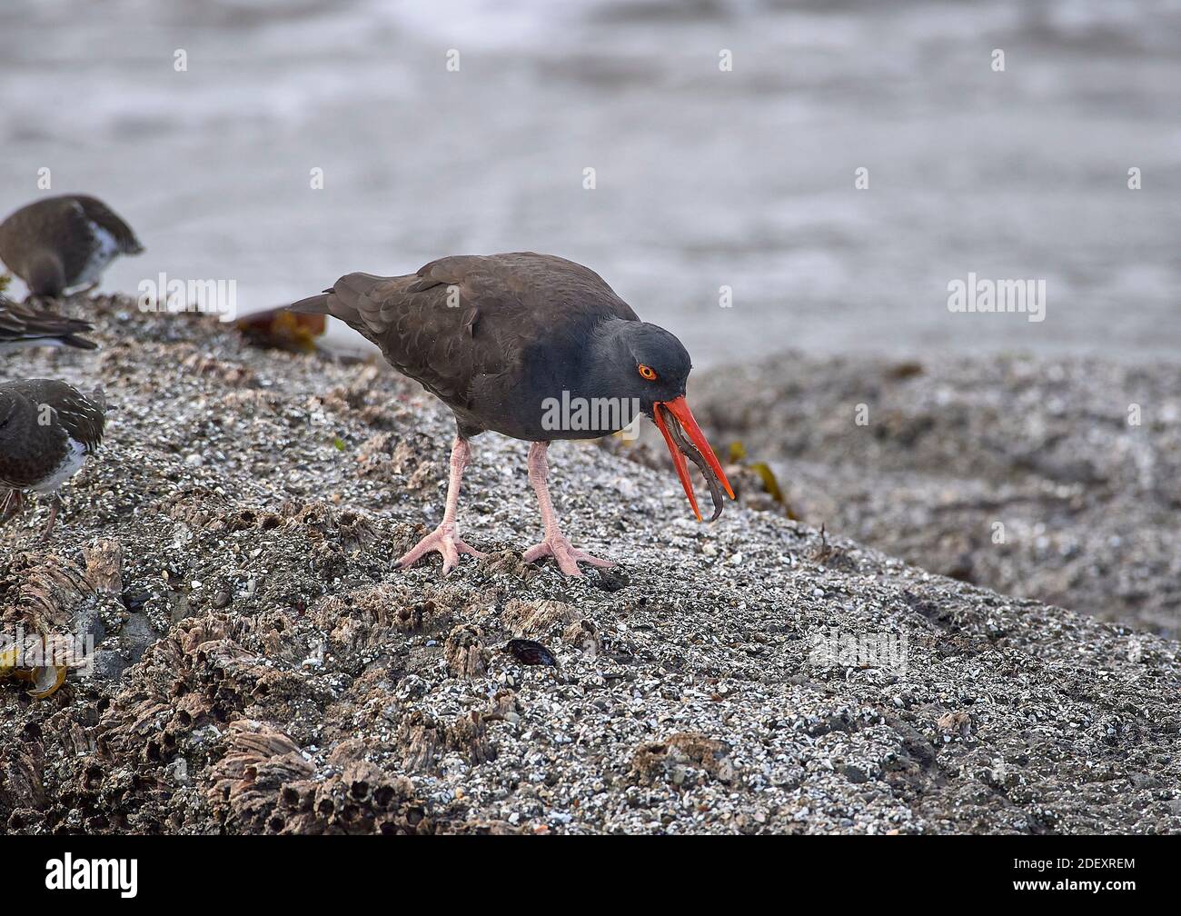 A Black oystercatcher (Haematopus bachmani) feeds at Coquille Point, part of the Oregon Islands National Wildlife Refuge near Bandon, Oregon, USA.  Th Stock Photo