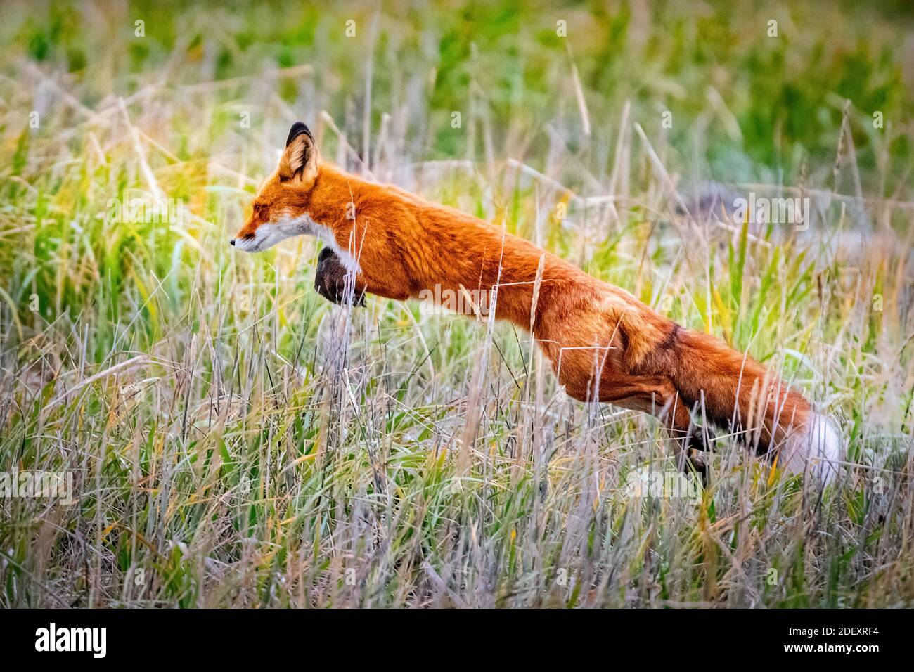 Jumping red fox Stock Photo