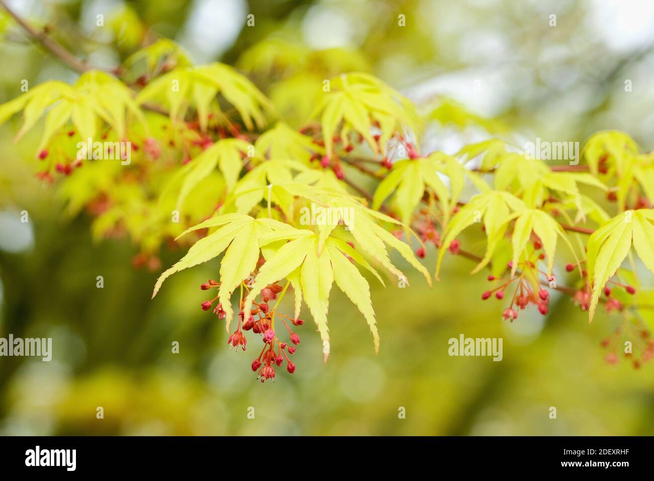 Early spring foliage and small red flowers of Acer palmatum 'Katsura' (P) Japanese maple 'Katsura' Stock Photo