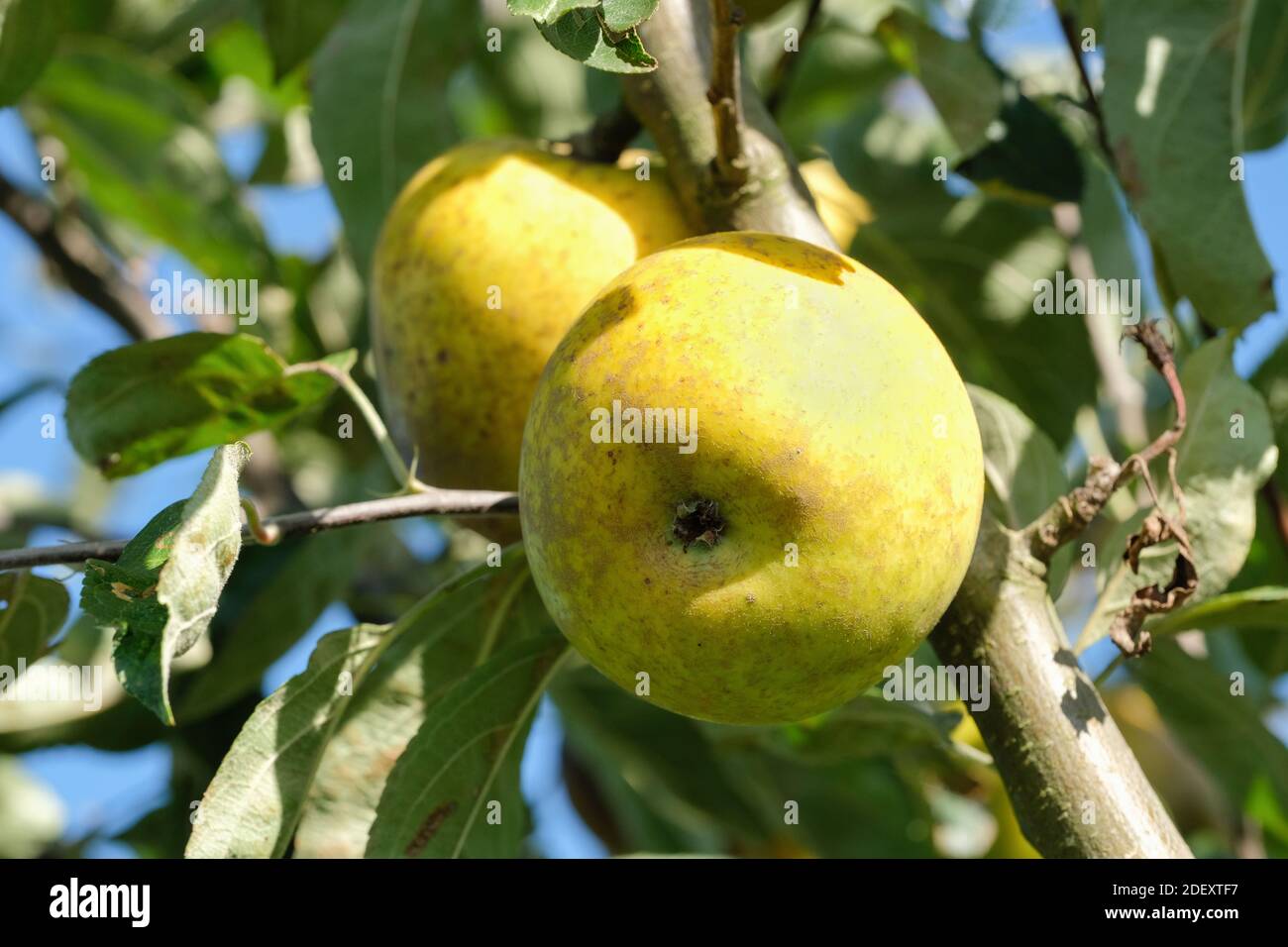 Apple 'Lemon Pippin'. Malus domestica 'Lemon Pippin' Stock Photo