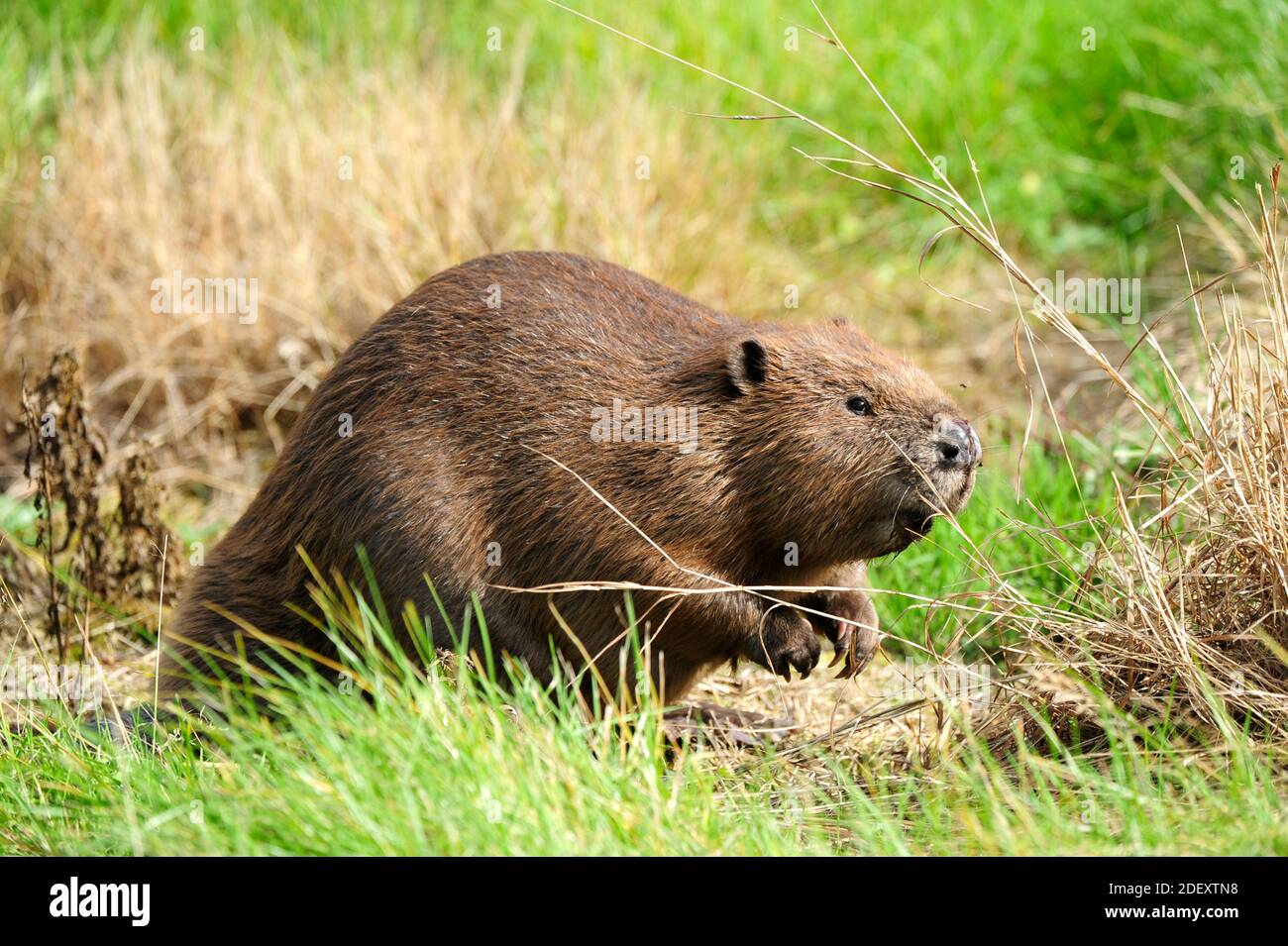 European Beaver (Castor fiber) portrait Stock Photo Alamy