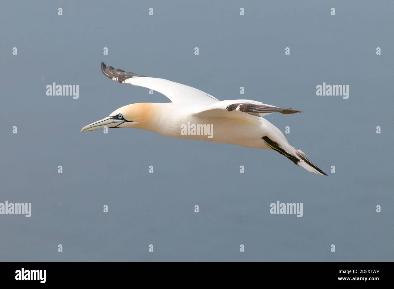 Gannet (Morus bassanus) flying portrait. Stock Photo