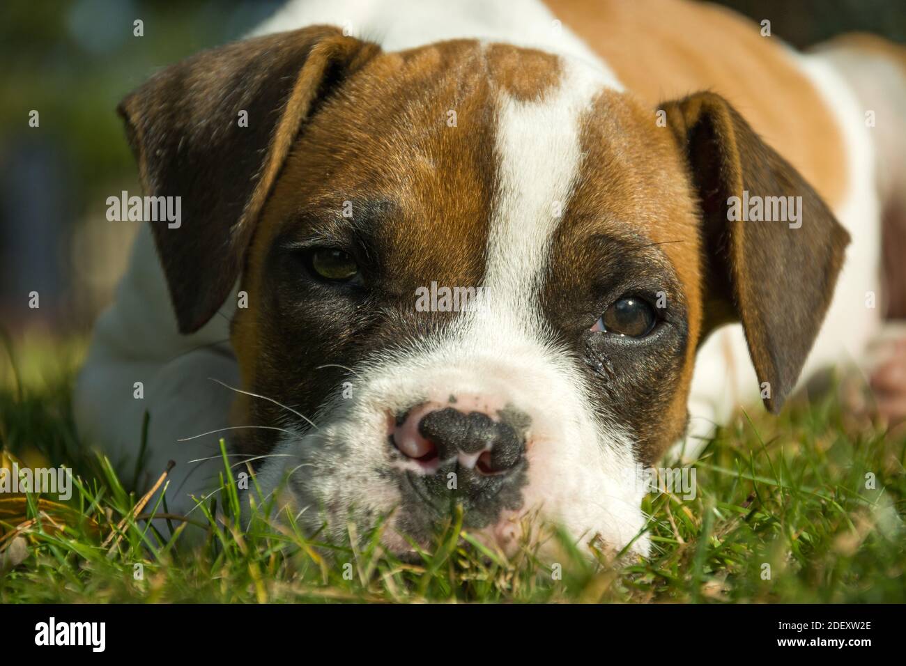 A spotted boxer puppy lying in the green grass Stock Photo