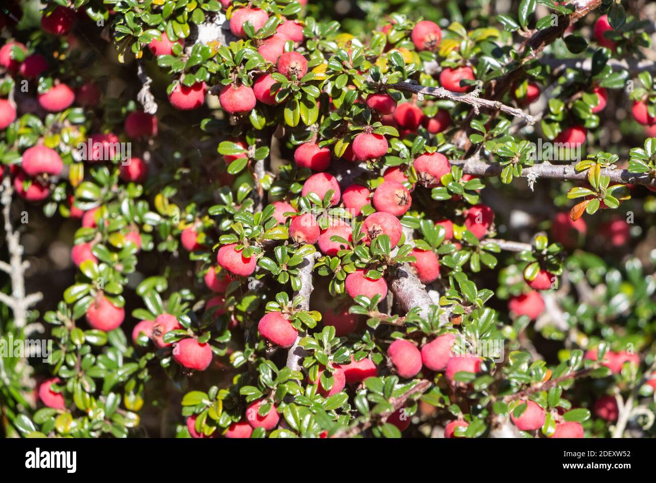 Plant of cotoneaster with red berries in a garden during summer Stock Photo