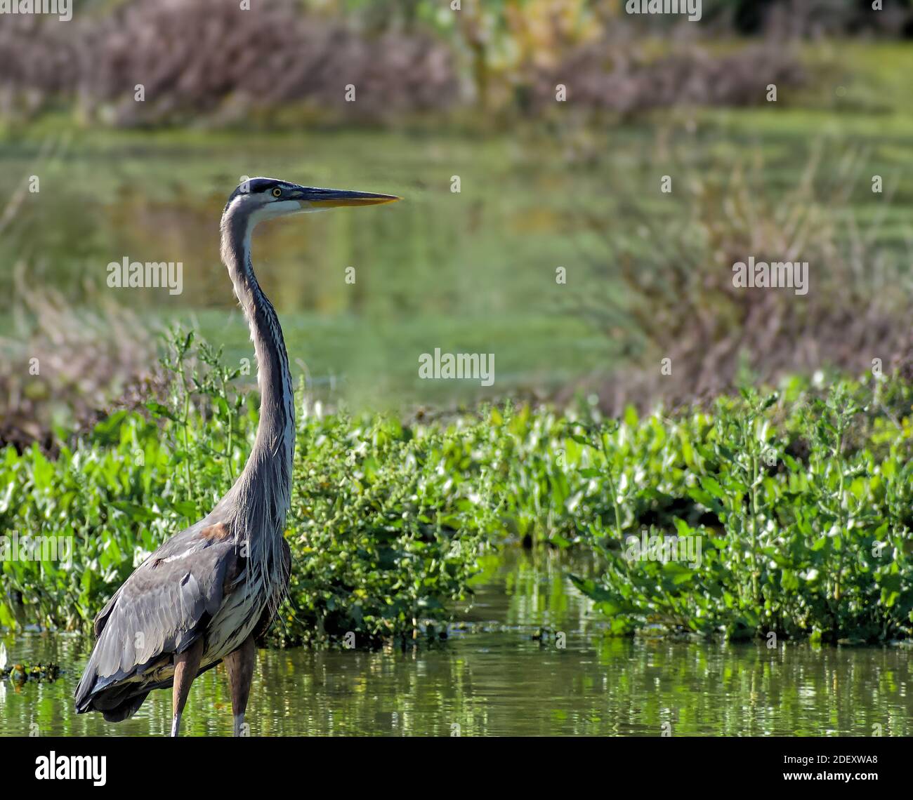 Great Blue Heron Hunting in the Marshland Stock Photo