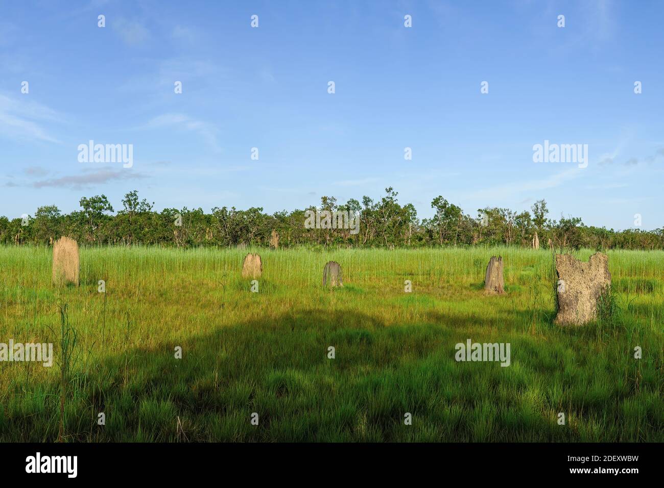 Magnetic Termite Mounds in Litchfield National Park in the Northern Territory of Australia. Stock Photo