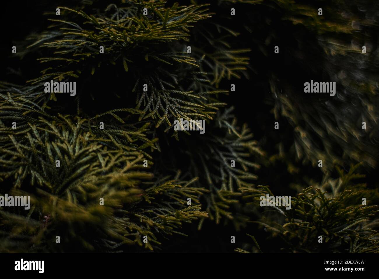 Beautiful fir hi-res stock photography and images - Alamy