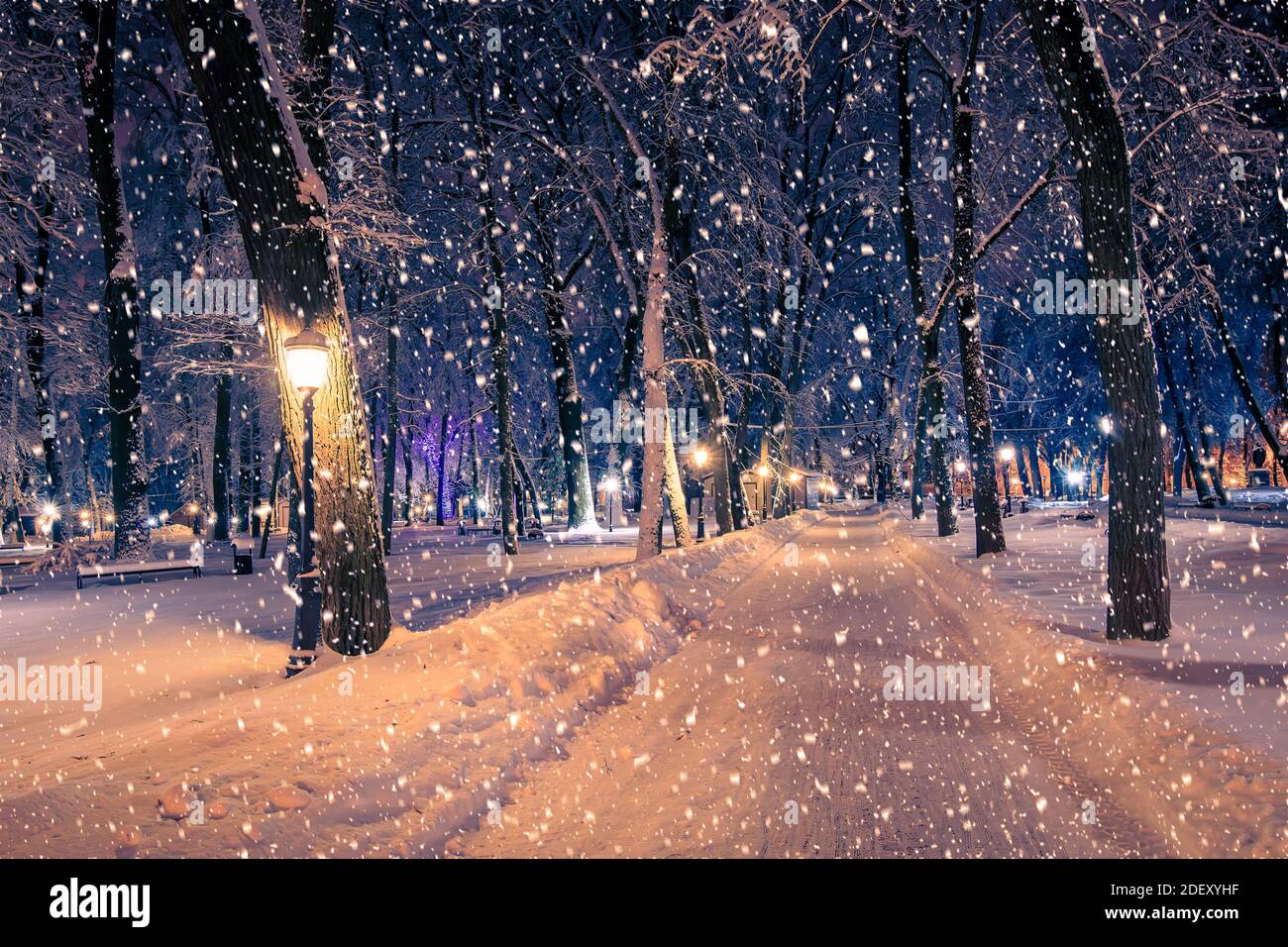 Winter night park with lanterns, pavement and trees covered with snow ...