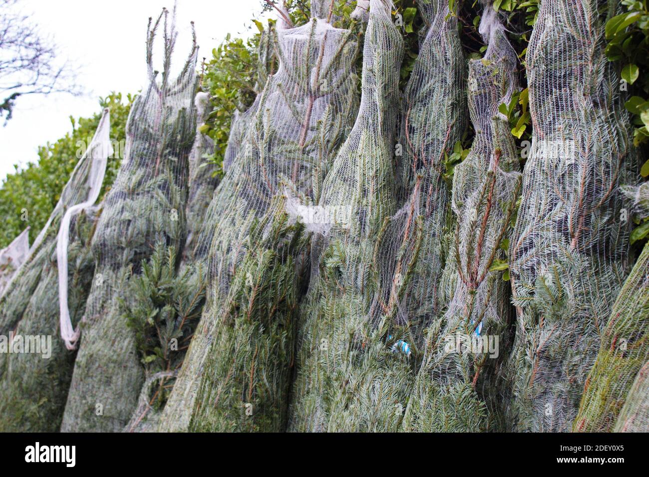 Selection of wrapped up bare Christmas trees in netting in a Christmas tree shop/garden in