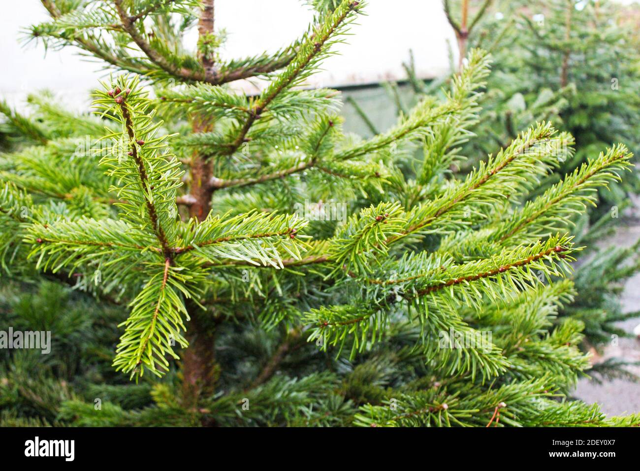 Close up of bare Christmas tree full Nordman fir branches, pine needles
