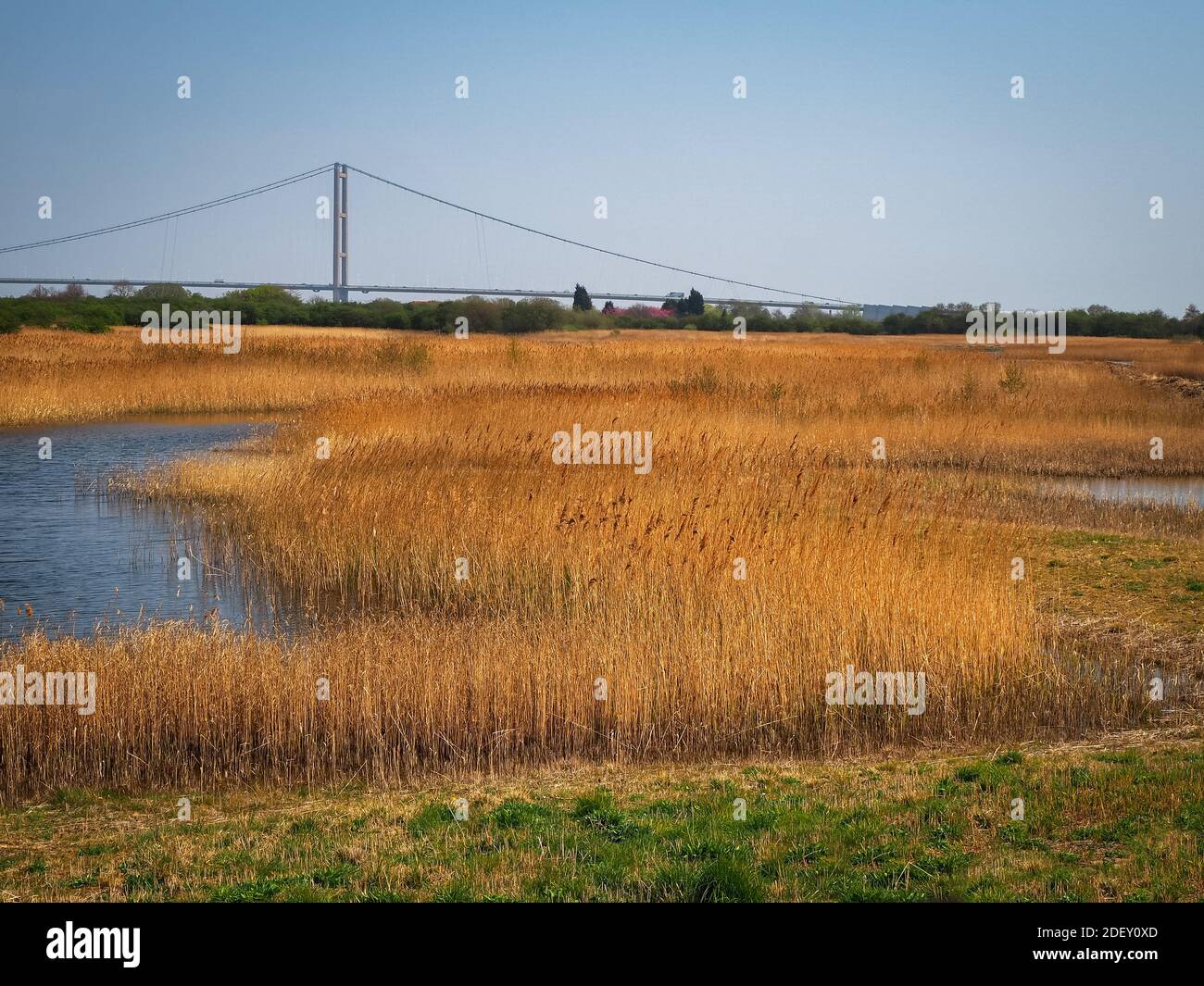 View over golden reed beds and wetlands at Far Ings Nature Reserve, North Lincolnshire, England, to the Humber Bridge Stock Photo