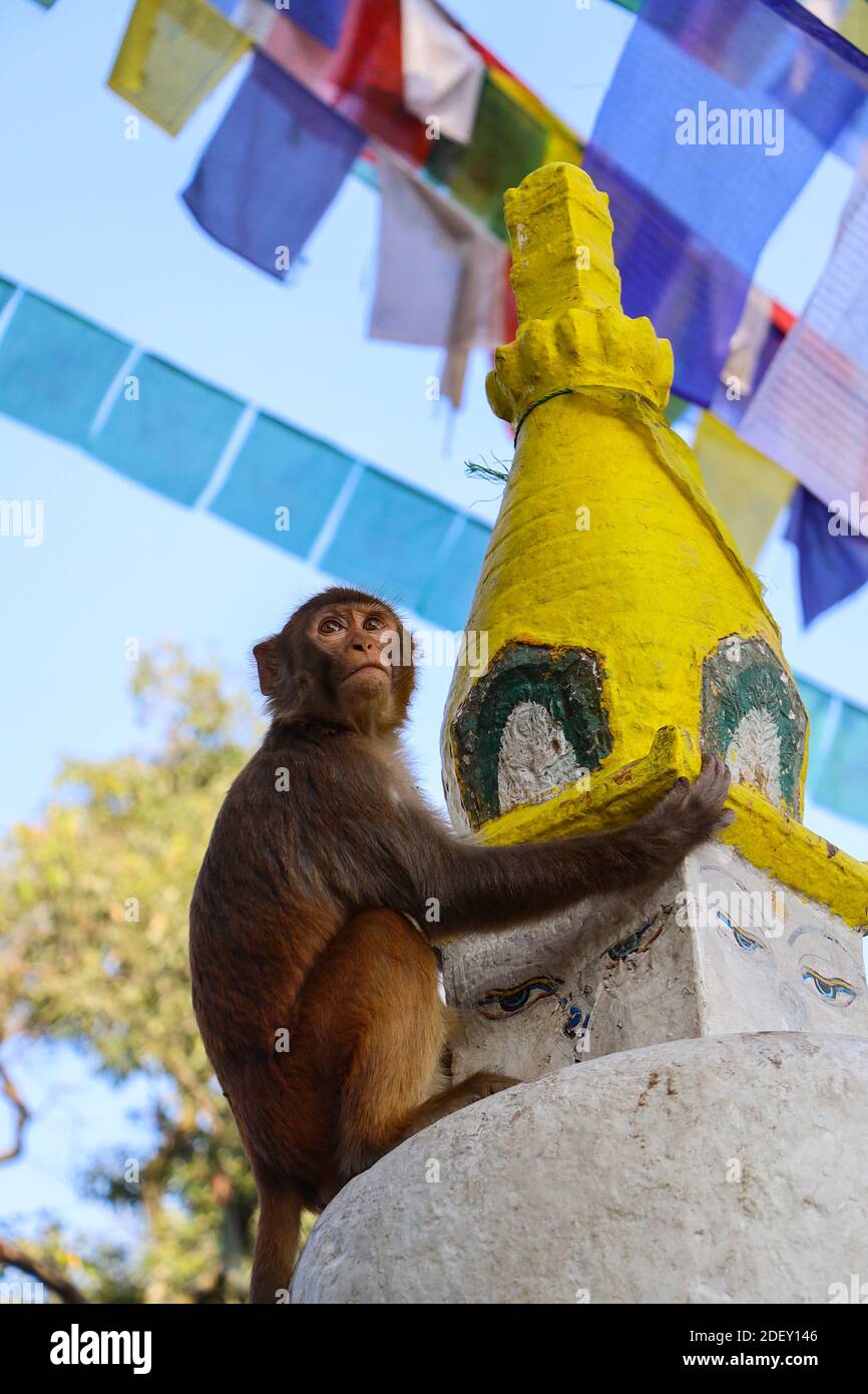 monkey at monkeytemple Kathmandu, Swayambhunath Stock Photo - Alamy