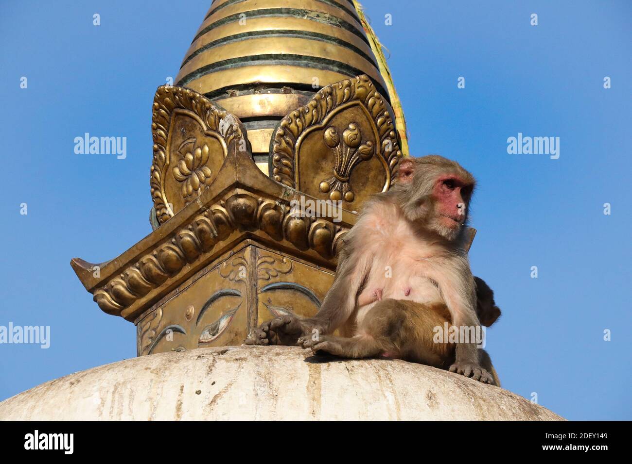monkey at monkeytemple Kathmandu, Swayambhunath Stock Photo - Alamy