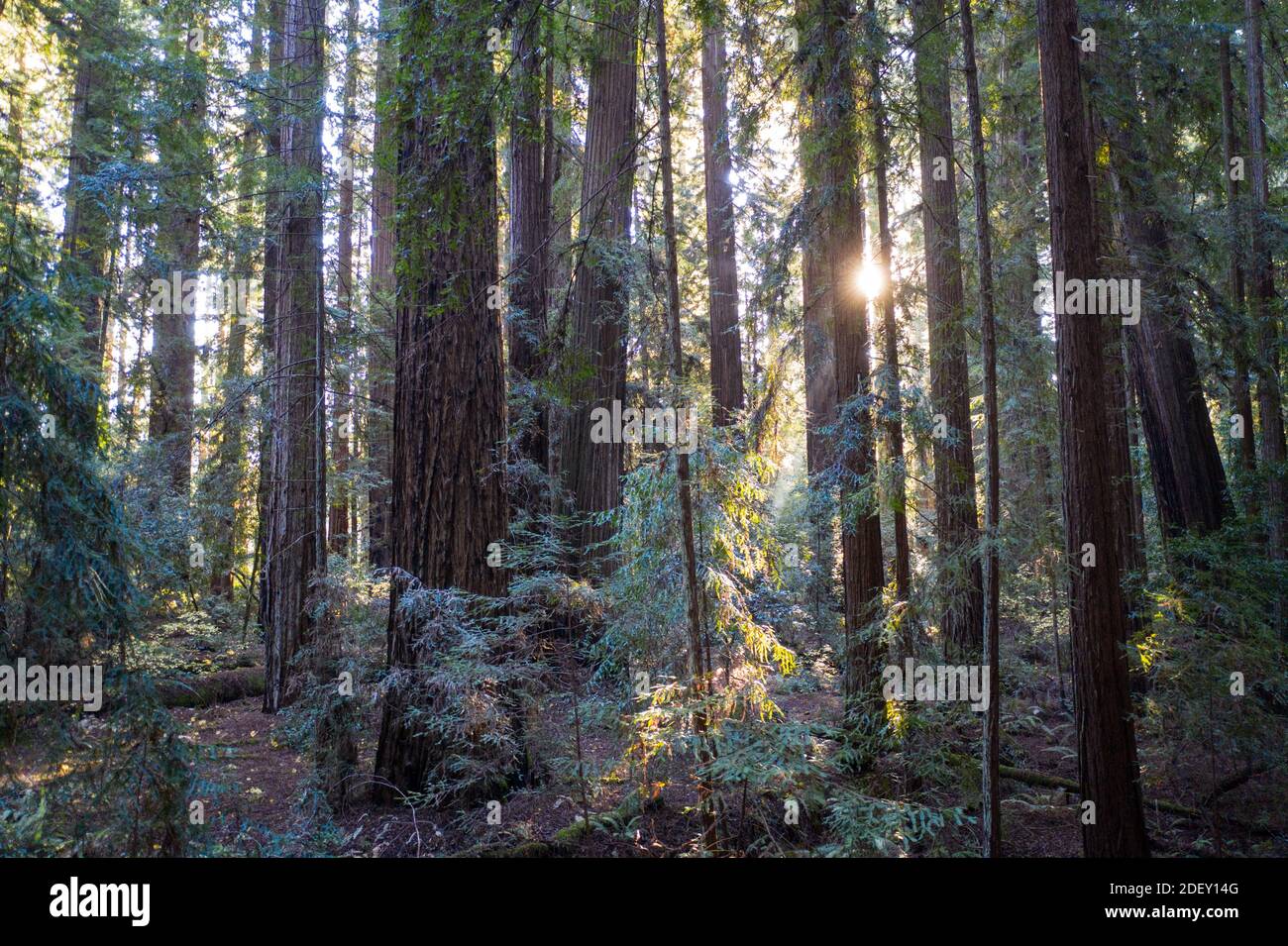 Sunlight descends into a forest of Redwood trees, Sequoia sempervirens