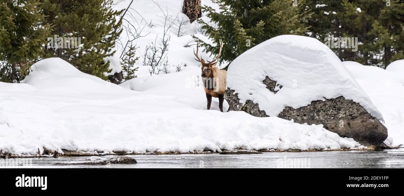 A male Bull Elk or Waipiti (Cervus canadensis) with magnificent antlers on the shore of the Madison River in winter in Yellowstone National Park, Wyom Stock Photo