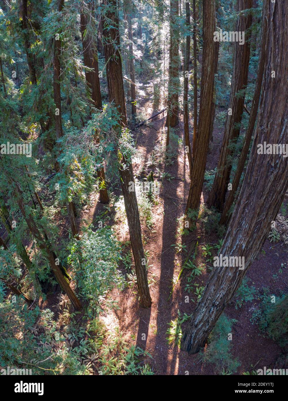 Sunlight descends into a forest of Redwood trees, Sequoia sempervirens