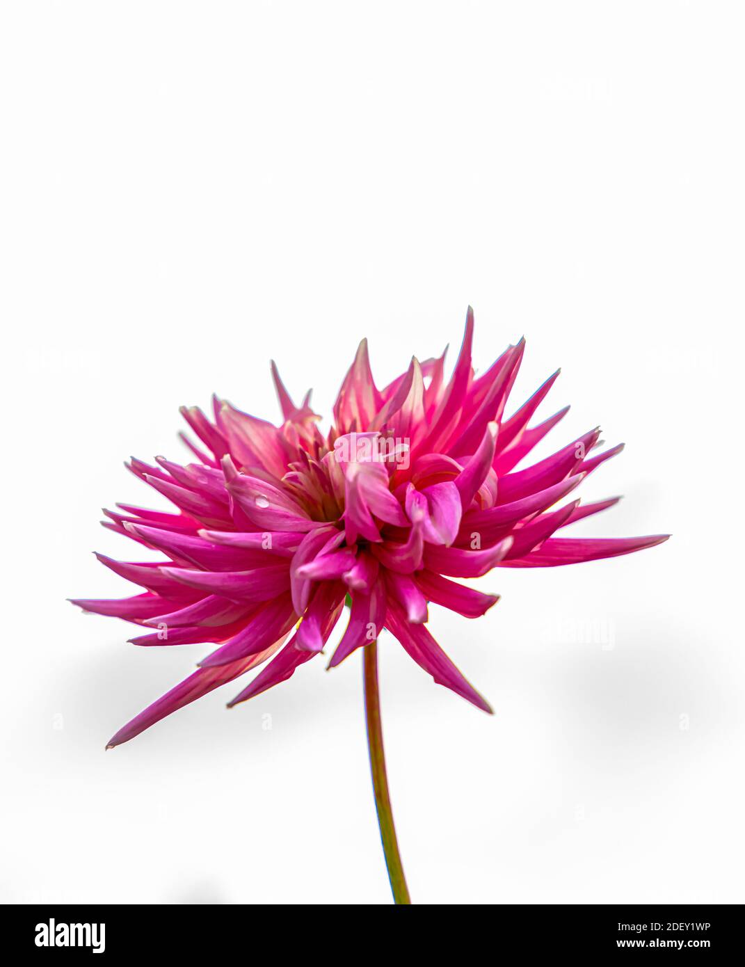 Beautiful pink cactus dahlia flower in full bloom. Isolated on white background. High quality photo Stock Photo