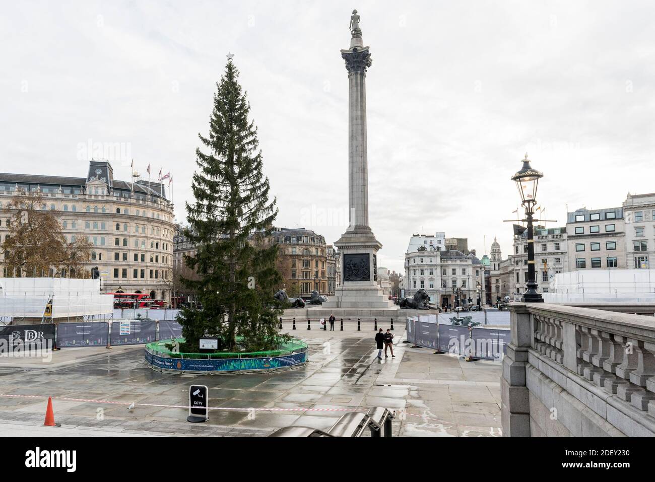 trafalgar square tree 2020