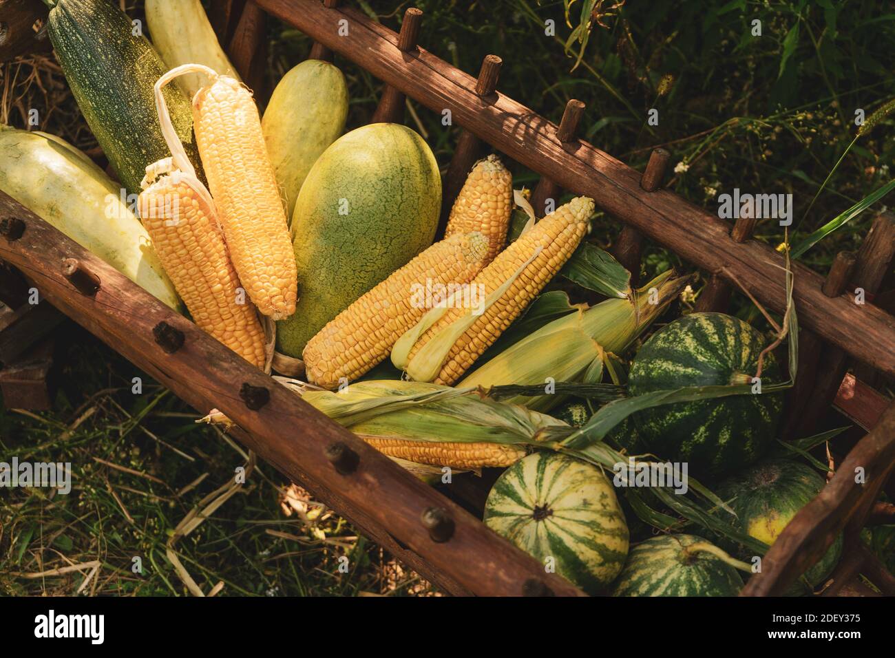 Harvest festival with a wooden manger with gifts from the fields of corn, watermelon, zucchini standing decoration in the garden near the house Stock Photo