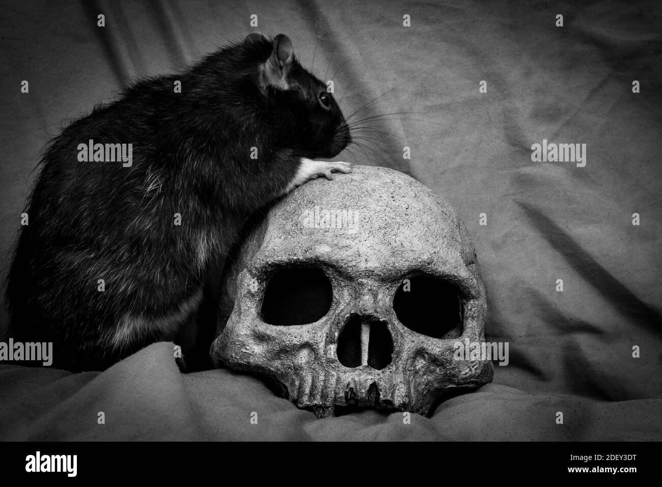 Pet rat playing near old decayed human skull as plague concept Stock Photo