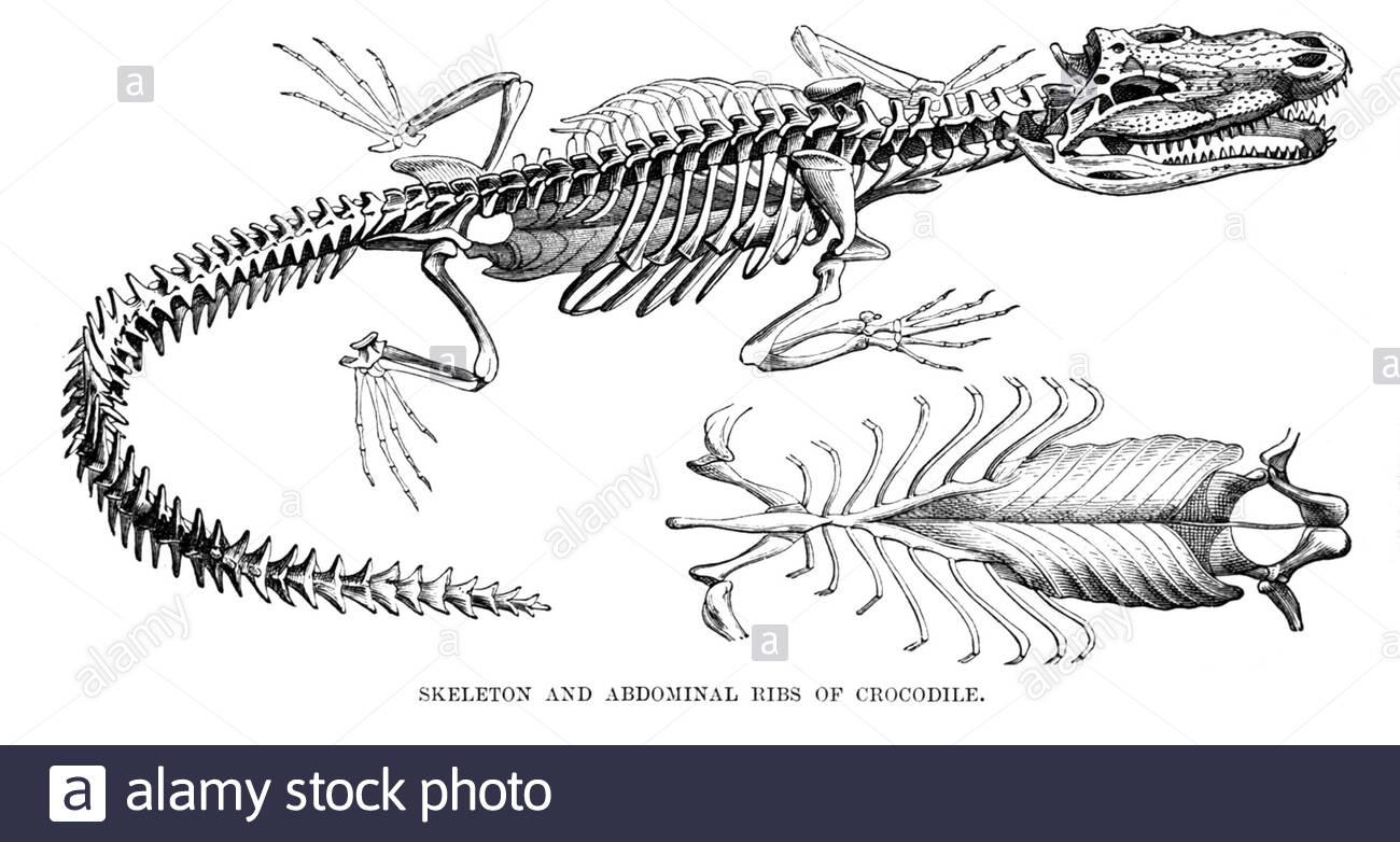 Vintage felső - Krokodil Vintage felső - Krokodil