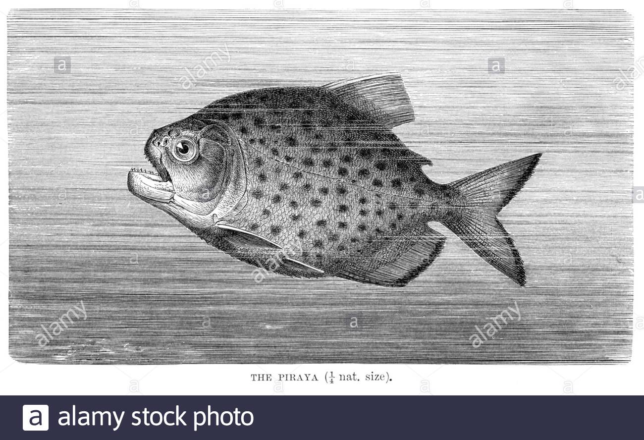 Piraya (Piranha fish), vintage illustration from 1896 Stock Photo