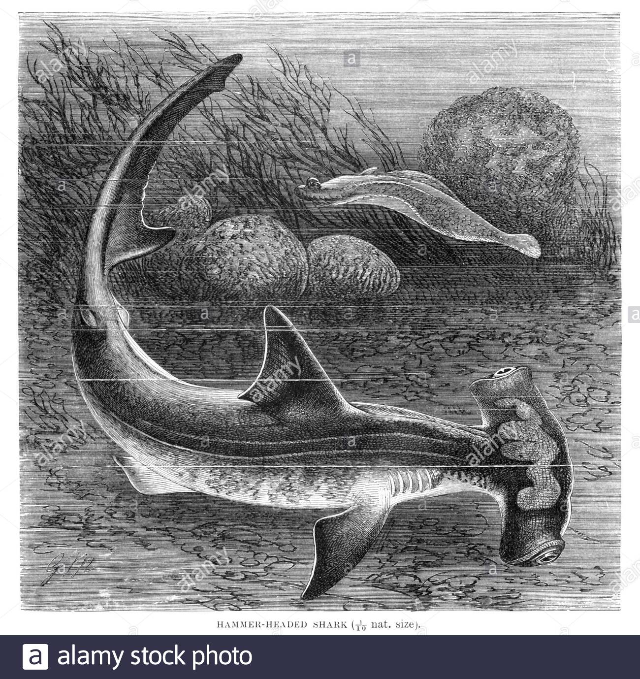 Hammer shark illustration Black and White Stock Photos & Images Alamy