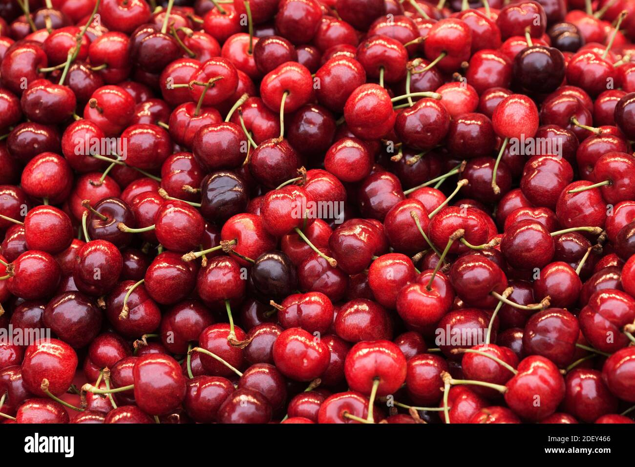 Cherries, Rue Cler Market, 7th Arrondissement, Paris, Ile-de-France, France Stock Photo
