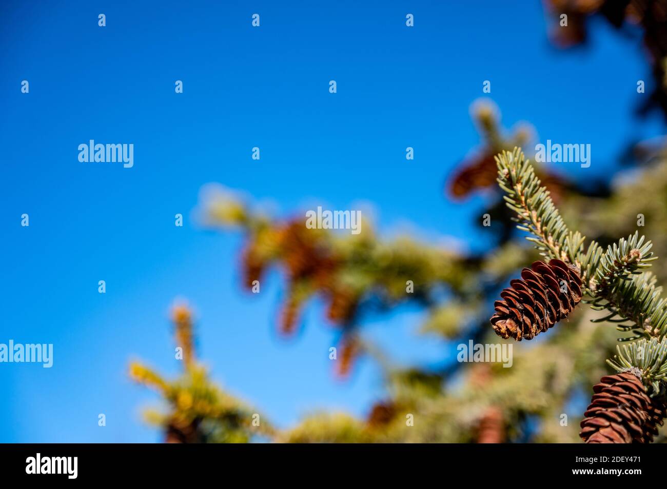 natural evergreen tree with pine cone seed pods in a grouping Stock