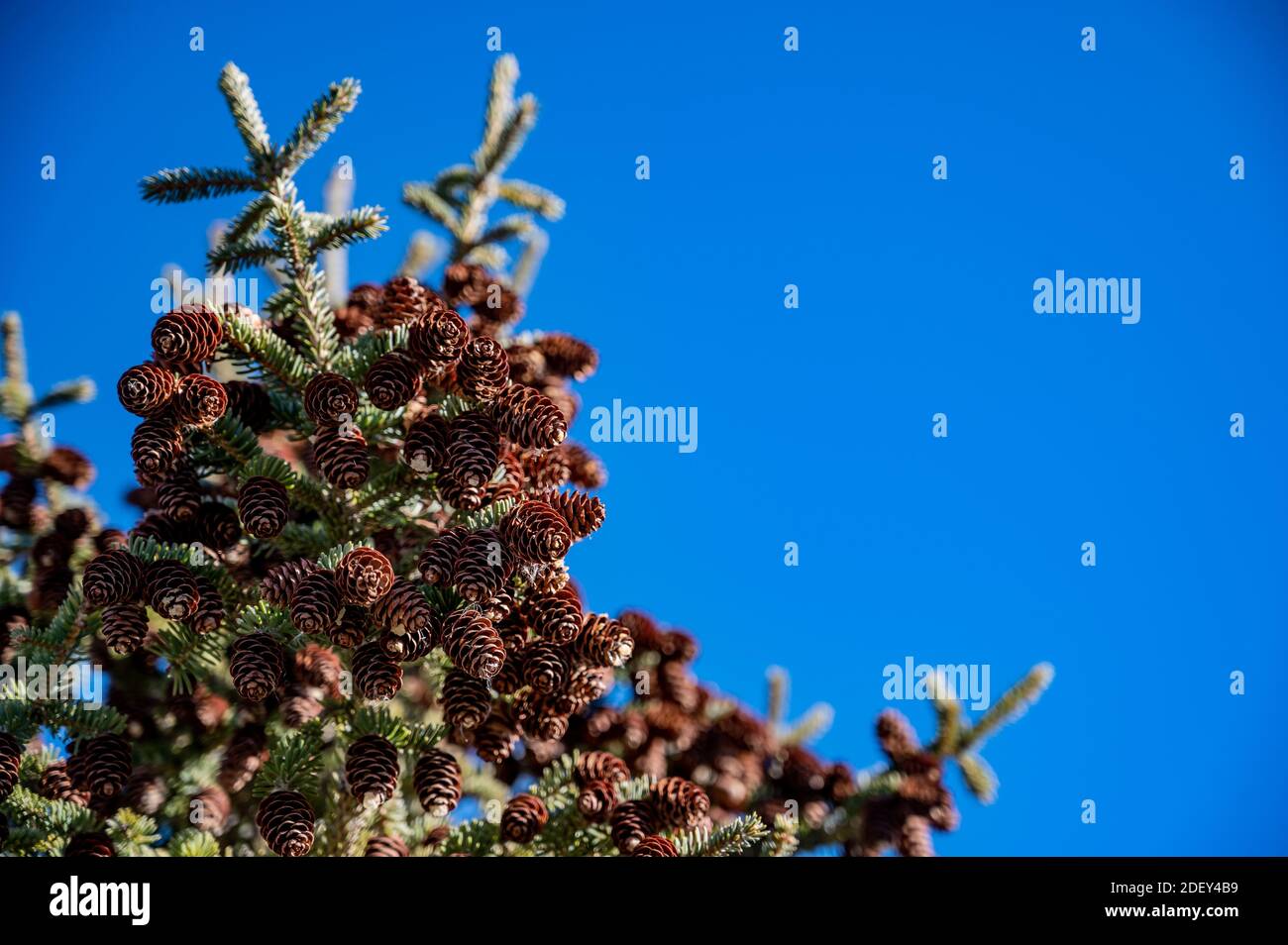 natural evergreen tree with pine cone seed pods in a grouping Stock