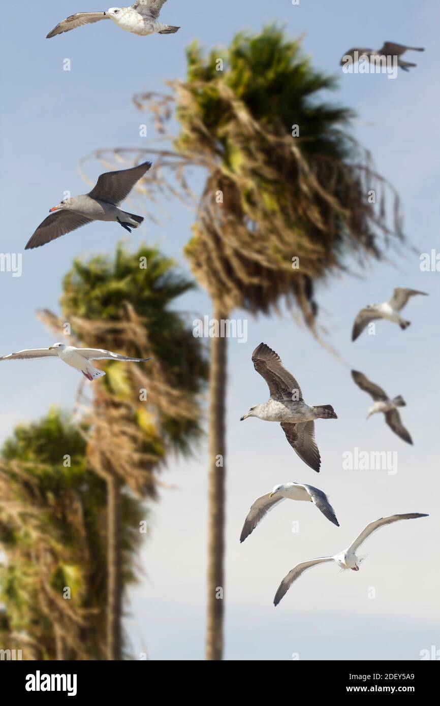 Flying through palm trees hi-res stock photography and images - Alamy