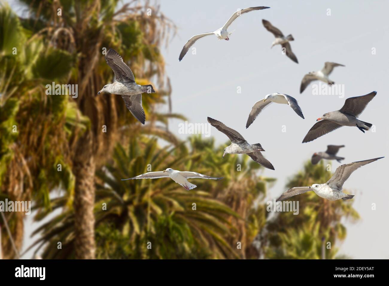 Flying through palm trees hi-res stock photography and images - Alamy
