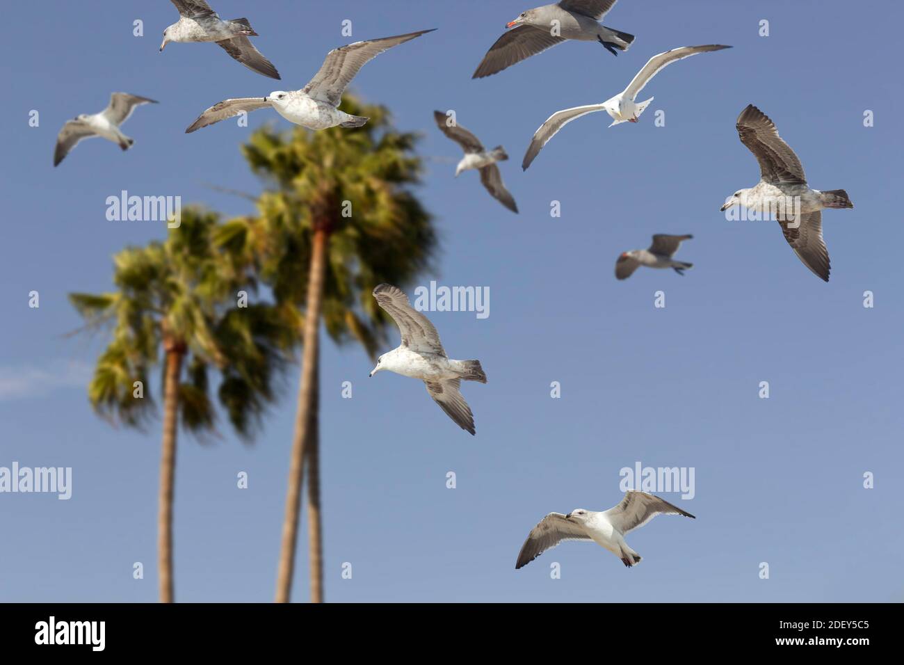 Flying through palm trees hi-res stock photography and images - Alamy