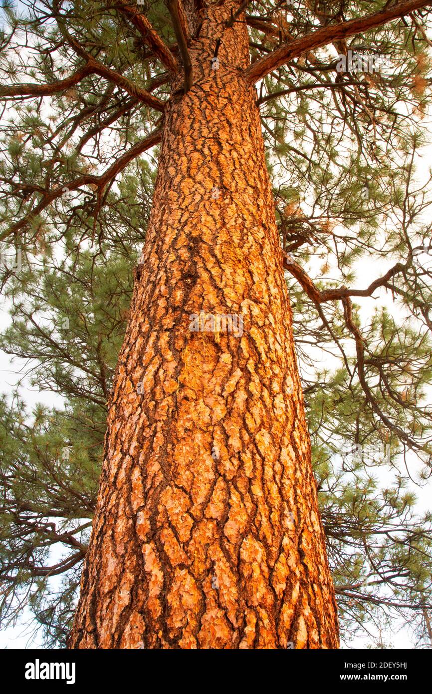 Ponderosa pine (Pinus ponderosa), Deschutes National Forest, Oregon